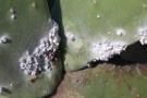 Cochineal On Cactus, Guatiza